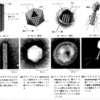 まいばいお19　ウイルスという物質
