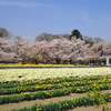 山梨県の神代桜を見にお花見キャンプ