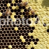 ミツバチの巣穴が六角形なのはなぜ？女王バチがいないと丸い巣穴になる！