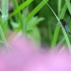 梅雨前線はどこへ行った？