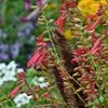 秋の花壇