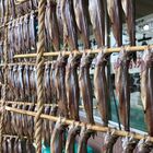 僕たちはまだ「本物のししゃも」を知らない 僕たちはまだ「本物のししゃも」を知らない