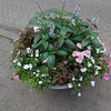札幌の街のお花たち