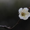 水月公園の梅