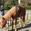 茅ヶ崎里山公園で野鳥探し 2017-11-19