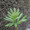 Galium spurium var. echinospermon　ヤエムグラ