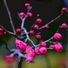 　紅梅がきれい・・