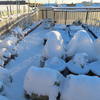 屋上菜園は積雪５センチ