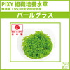 PIXY　組織培養水草　パールグラス 3個セット