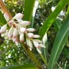 月桃の花が咲く、沖縄の梅雨