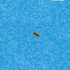 Vincent Delecroix の “Small Boat”（１）