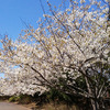 満開の桜