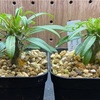 パキポディウム・ラメリー(Pachypodium lamerei seeding)実生記録①