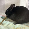 くろごまあん二世 327日目