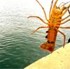 伊勢海老釣り・よく釣れる新仕掛け2