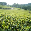 夏の茶畑の変化　～芽吹きから成熟するまで～