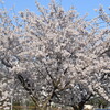 藪野川辺公園の桜