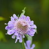 2019年白山高山植物園（その３）