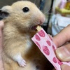 ハムチュール！？
