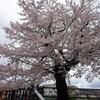 『京都桜だより　2017　4月9日』