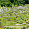 「丸山千枚田」