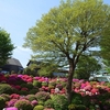 根津神社 ツツジの開花状況(2024年4月20日)