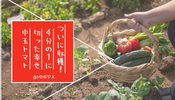 ついに収穫！4分の1に切った幸せ中玉トマト
