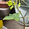 ヘデラが根付いた