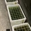 メダカ引取物語（５０）メダカ窃盗団に見えてしまったかもしれない遺品整理