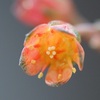 パキフィツム・グラウクムの花はオレンジ色の花です。初めて咲いた時の花の写真を載せます。