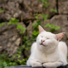 八重山諸島のねこさん