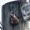 ベリーズ　電柱に巣を作る Golden-fronted Woodpecker（ゴールデンフロンテッド　ウッドペッカー） 