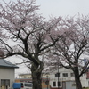 静内の桜を見に行ってきました