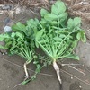 野生大根の味の違い、塩分の有無が原因か？海辺のものは苦味があるものの、川のはそれがない。