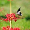 アゲハと彼岸花