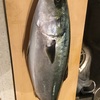 魚捌き　買ってきたのは出世魚！