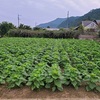 イチゴ🍓苗植え