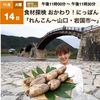 れんこん（１）：今日の旅人は田中理恵さん．  城下町の面影を残す江戸時代からの産地・山口県岩国市を訪れました：食材探検 おかわり！にっぽん「れんこん〜山口・岩国市〜」　山口県は収穫量全国５位ですが，岩国れんこんは名産品「門前バス」として有名．畑は観光スポットにもなっているそうです．番組で紹介されたレシピはどれもおいしそう．敷居が高そうなれんこんの飾り切りも挑戦する価値あり？殿様寿司（岩国寿司）は一回は食べてみたいものです．