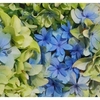 紫陽花ブーム到来 ! ! !