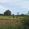 マダガスカルの稲刈り