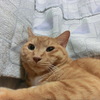 猫のふれあい方