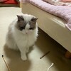 新猫じゃらしで猛然と遊んだふくちゃん