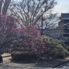 日々雑感（主夫の日々）