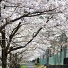 若桜の桜