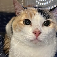 猫のアンテナ