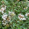 アベリアの花