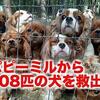 「子犬工場」虐待か否か　法律曖昧、分かれる見解