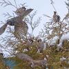 野鳥たち