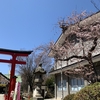 善知鳥神社と桜
