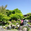 吉祥寺の藤